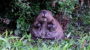 temp_image_1782190289.611385 The Incredible Beaver: Nature's Greatest Architects and Canada's National Icon