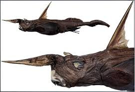 temp_image_1782291496.899756 The Enigmatic Deep Sea Ghost Shark: A Rare Encounter in Costa Rica's Waters