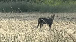 temp_image_1782419091.870771 Bramerton Big Cat Sighting: Mysterious 'Small Leopard' Spotted in the Countryside