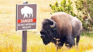 temp_image_1782599705.707595 Yellowstone National Park Bison Safety: What You Need to Know After Recent Attack