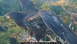 temp_image_1782718383.559102 From Tumble to Triumph: Big Bear Eaglet Sandy Takes Her First Flight!