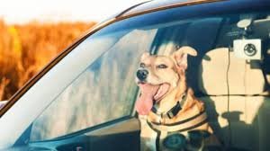 temp_image_1782811149.046184 Extreme Heat Alert: Essential Tips to Keep Your Pets Safe and Cool