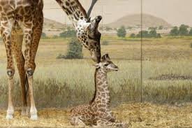 temp_image_1782934644.25046 Toronto Zoo Shuts Down on Canada Day: Unexpected Power Outage Hits During Extreme Heatwave