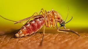 temp_image_1783051828.649072 West Nile Virus Alert: Record Surge in Cases and Essential Prevention Tips