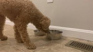 temp_image_1783330761.16949 Urgent Pedigree Dog Food Product Recall: Is Your Pet at Risk?