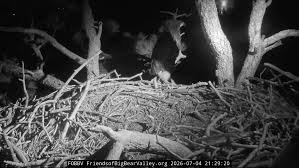 temp_image_1783340182.954599 Big Bear Valley Eagles: Jackie and Shadow Safe After 4th of July Fireworks