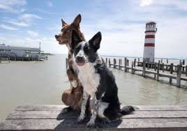temp_image_1783509648.882082 The Ultimate Guide to Happy & Healthy Dogs in Canada: Expert Tips for Every Owner