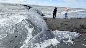 temp_image_1783665694.347312 The Epic Journey of Gray Whales: Nature's Most Incredible Migrators