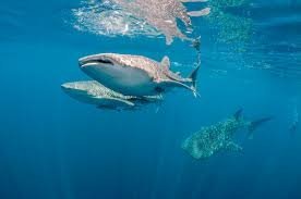 temp_image_1784014500.009307 The Gentle Giant of the Deep: Unveiling the Secrets of the Whale Shark
