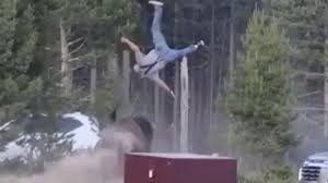 temp_image_1784032980.750465 Terrifying Bison Attack in Yellowstone 2026: A Crucial Warning for Wildlife Enthusiasts