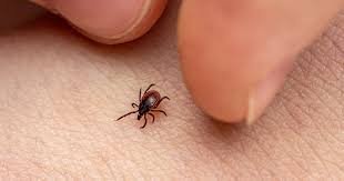 temp_image_1784091488.385066 Anaplasmosis on the Rise: Understanding the Tick Spread in Canada According to CMAJ