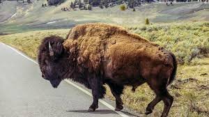 temp_image_1784179560.902745 Carl Isom-McDaniel Bison Encounter: A Terrifying Lesson in Yellowstone Wildlife Safety