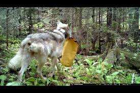 temp_image_1784316172.065175 Isle Royale: Exploring the Wild Heart of Lake Superior