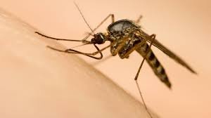 temp_image_1784348801.747229 West Nile Virus: Essential Prevention Tips and Symptoms to Stay Safe in Canada