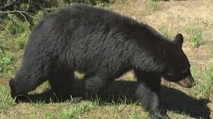temp_image_1784361561.214388 Terrifying Idaho Bear Home Break-In: What Happened and How to Protect Your Home