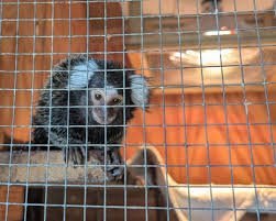 temp_image_1784705309.405711 The Dark Side of Exotic Pets: Why a Monkey Abandoned on a London Bus is a Warning Sign