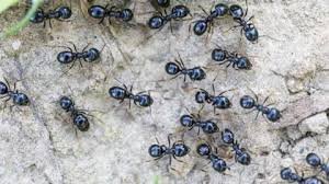 temp_image_1784723513.412948 Michelin-Starred Chef Faces Jail Over Forbidden 'Ant' Garnishes in South Korea