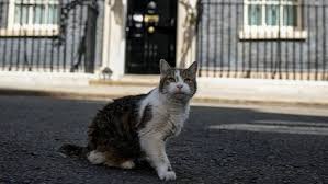 temp_image_1784723874.024392 Larry the Cat: The Unstoppable 'Chief Mouser' of 10 Downing Street