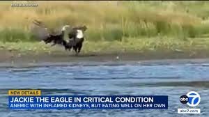 temp_image_1784765156.628765 Jackie Bald Eagle Update: The Heartbreaking Fight for Survival and Recovery