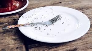 temp_image_1784892446.100821 Fine Dining or Legal Disaster? The Michelin-Starred Restaurant Facing Jail Over Edible Ants