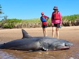 temp_image_1785324858.901522 The Hidden World of Sharks: Beyond the Myths of the Deep