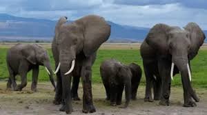temp_image_1785523596.983027 Tragedy in Kenya: 15 Elephants Die Due to Suspected Pesticide Poisoning Near Amboseli National Park