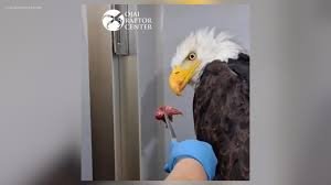 temp_image_1785591360.18456 The Inspiring Journey of Jackie the Eagle: A Story of Resilience and Recovery