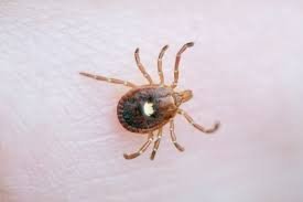 temp_image_1785636567.399016 Bourbon Virus: Everything You Need to Know About This Emerging Tick-Borne Threat