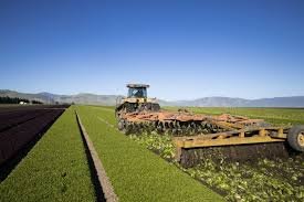 temp_image_1785683375.980256 California Lettuce Growers Skip Harvest: What's Driving the Agricultural Crisis?