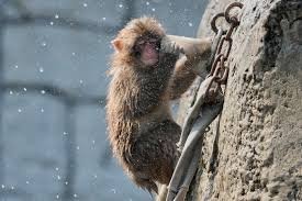 temp_image_1786056695.334677 The Future of Zoos: Balancing Entertainment with Global Conservation