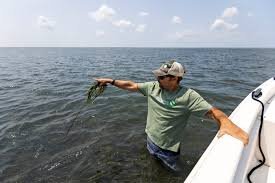 temp_image_1786141296.198783 Seabed Mining vs. Marine Life: The High-Stakes Battle for Virginia’s Coast