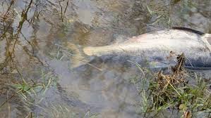 temp_image_1786784025.431273 Bighead Carp: The Giant Invasive Species Threatening North American Waterways