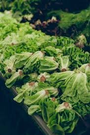 temp_image_1786802097.257148 The Ultimate Guide to Lettuce: Health Benefits, Varieties, and Freshness Tips