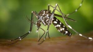 temp_image_1787147733.784941 Tiger Mosquito Spotted in Niagara Region: What You Need to Know to Stay Safe