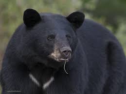 temp_image_1787206423.12545 Keep Your Car Safe and Protect Wildlife: The Rising Danger of Bear Encounters