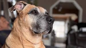 temp_image_1787206782.140381 The Ultimate Guide to Dog Care: Raising a Happy and Healthy Canine Companion