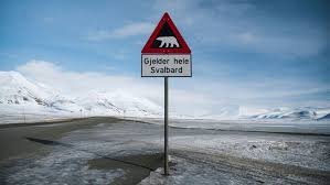temp_image_1787224014.009489 The Cost of a Rude Awakening: Massive Fine for Disturbing a Polar Bear in Svalbard