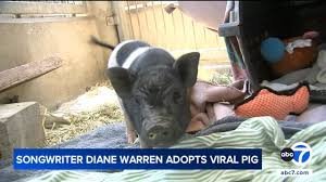 temp_image_1787318668.50701 Diane Warren Adopts Viral Runaway Pig: A Heartwarming Hollywood Rescue
