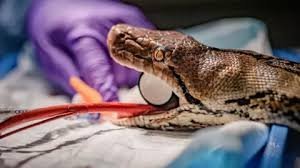 temp_image_1787323136.428848 Medical Miracle: How a Reticulated Python Beat Cancer Using Human-Style Treatment