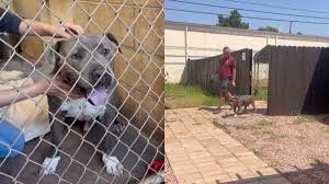 temp_image_1787333937.222254 From Shelter to Forever Home: The Heart-Melting Adoption of Max the Senior Rescue Dog