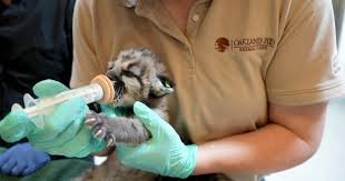 temp_image_1787566077.206053 Meet Crimson: The Breathtaking Mountain Lion at the Oakland Zoo