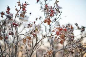 temp_image_1787793097.527212 Irkutsk Weather Forecast: Preparing for Sudden Frosts and Rain this August 27
