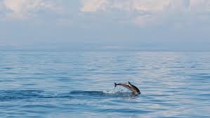 temp_image_1788052946.359369 The City of Hope: How Taranto is Leading Europe's First Sea-Based Dolphin Sanctuary