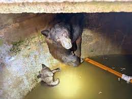 temp_image_1788194568.61076 Heart-Pounding California Bear Family Water Tank Rescue: A Race Against Time