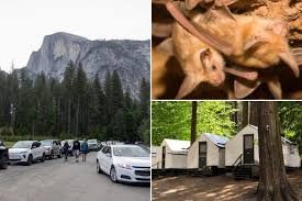 temp_image_1788612239.342459 Rabies Alert in Yosemite: Public Outrage Over Delayed Notification of Infected Bat