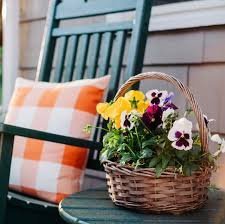 temp_image_1789103826.569787 Beyond Mums: 10 Stunning Fall Flowers for Your Porch (Including the Vibrant Aster)