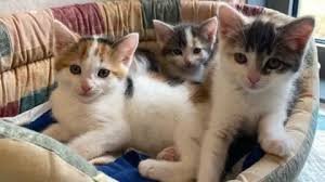 temp_image_1789170937.198908 Saving the Little Ones: How Five Abandoned Kittens are Beating the Odds
