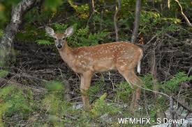 temp_image_1789378410.633548 Halifax Weather Update: Sunny Skies, High UV, and Tonight's Rain Forecast for HRM