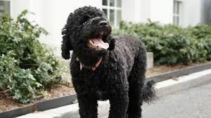 temp_image_1789585068.843846 Farewell to Sunny: Remembering the Obama Family's Beloved White House Companion