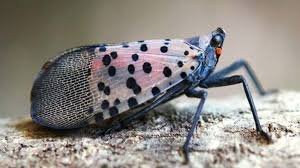 temp_image_1789827900.773033 Spotted Lanternfly Alert: First Confirmed Detection in Canada and How to Stop the Spread